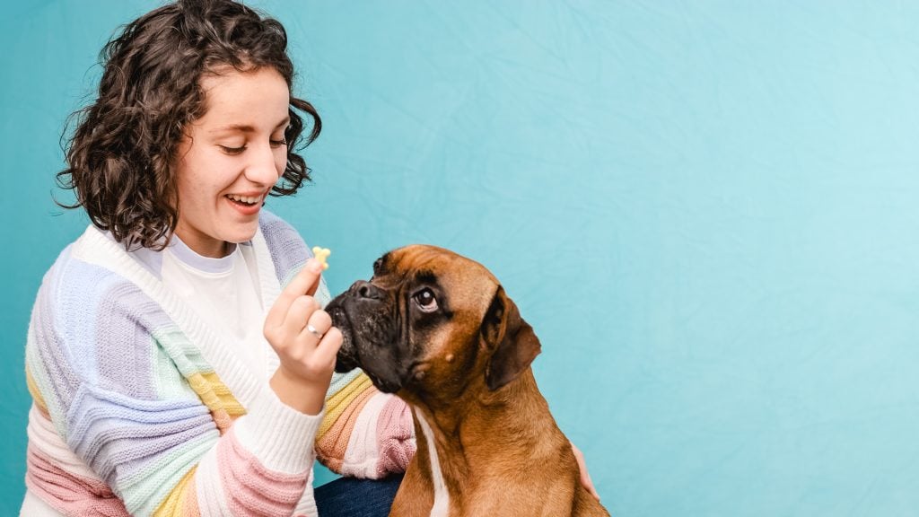 Woman giving her boxer dog breed a snack on blue background. Dog training concept.