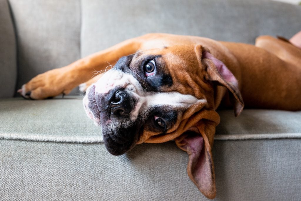 Boxer dog breed puppy relaxing on the sofa looking at camera