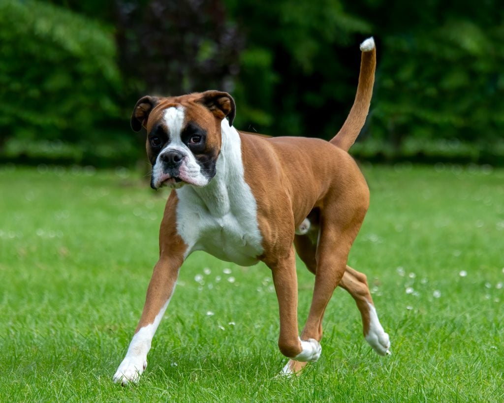 Handsome Boxer dog breed trotting across grass