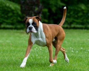 Handsome Boxer dog breed trotting across grass