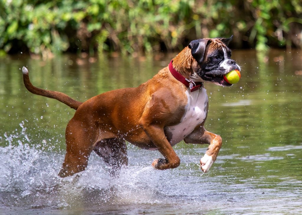Boxer dog playing fetch in the river