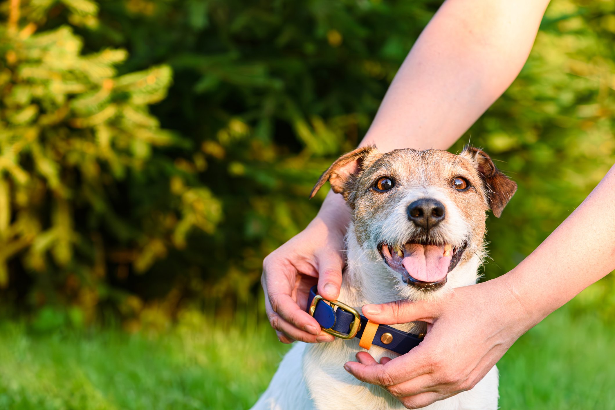 Read more about the article Which Dog Collar Is Perfect for Your Pup? Finding the Best Dog Collar