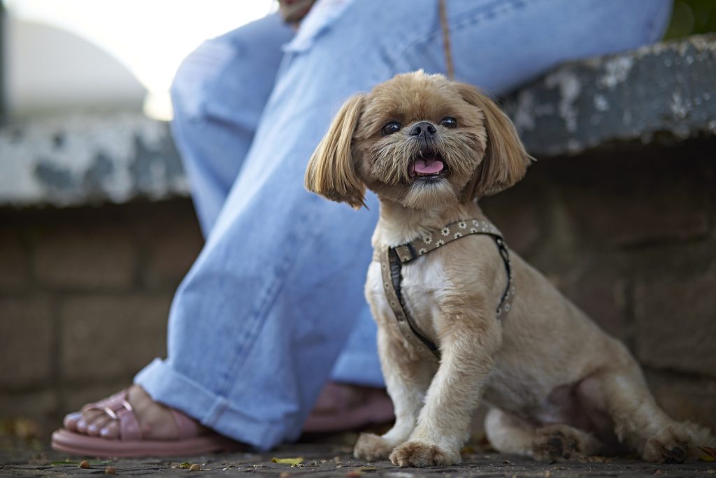 Portrait of a Shih-tzu dog walking with its owner, a young Latin woman, in a park.