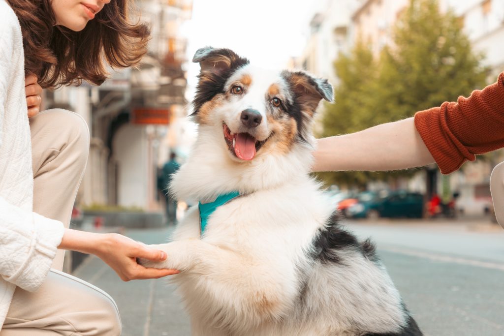 Pet gives paw to woman. Australian Shepherd Breed Guide; dog training and city walking.