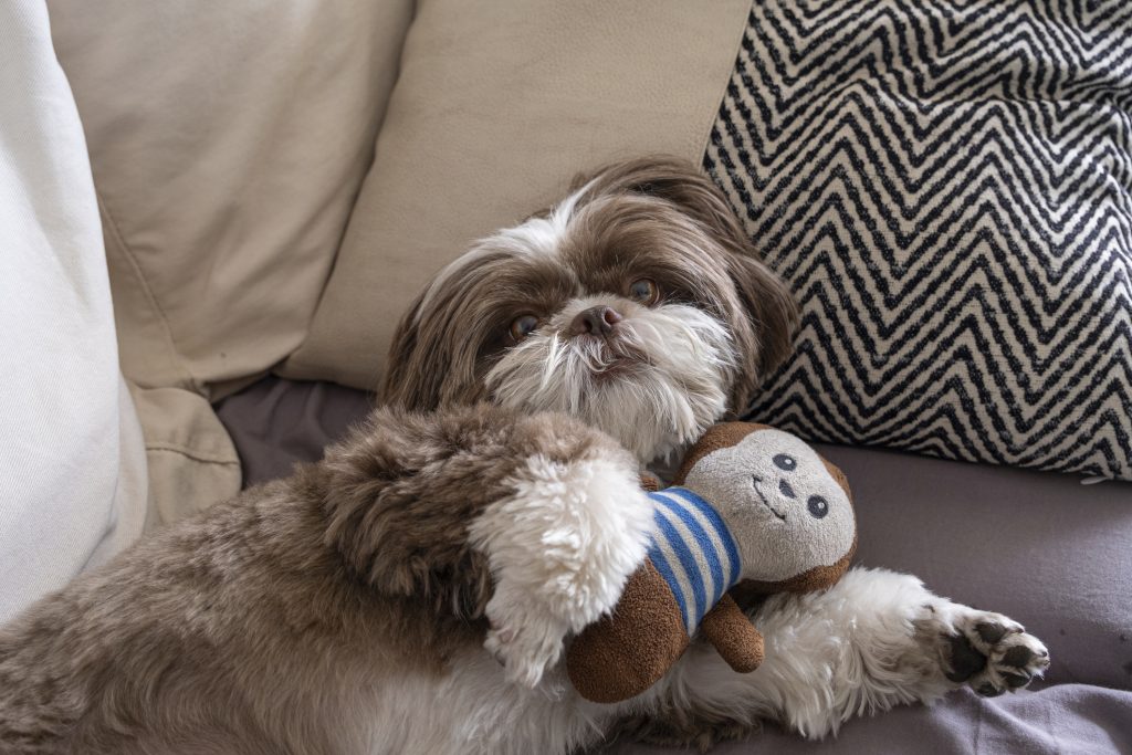 Shih Tzu dog, almost 3 years old, lying on the sofa and interacting with the camera and his stuffed animal.