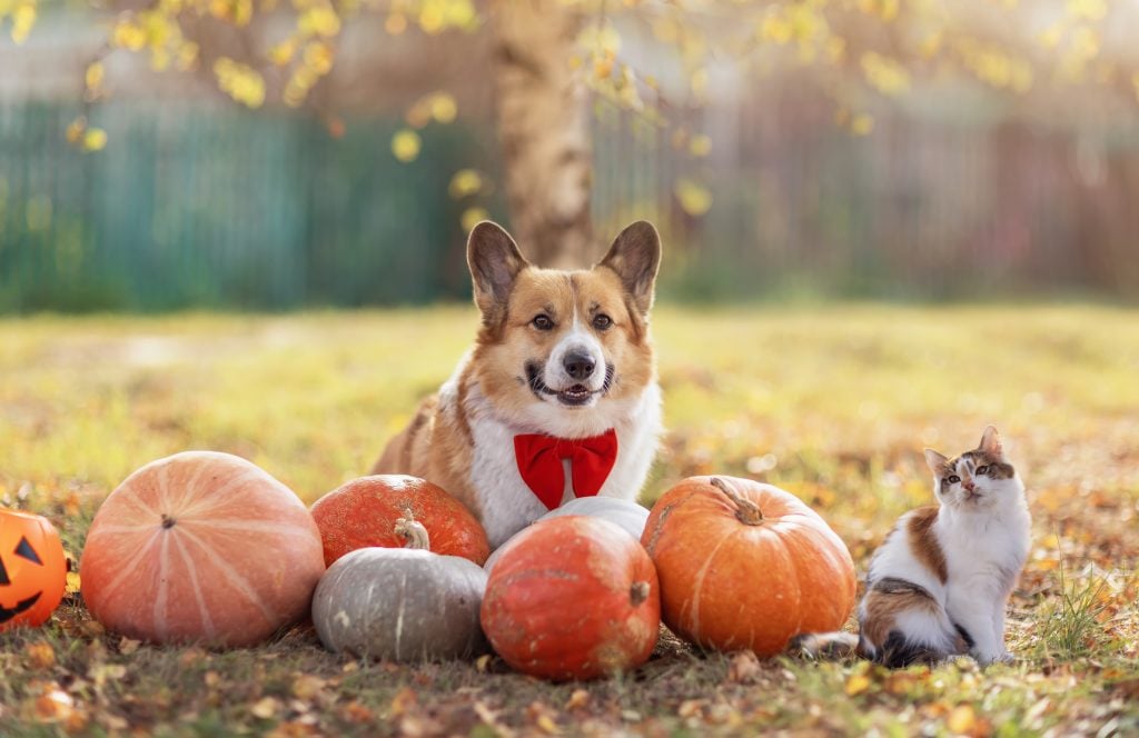 Dog and cat outside with a variety of pumpkins, Pumpkin for Dogs and Cats