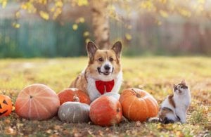 Dog and cat outside with a variety of pumpkins, Pumpkin for Dogs and Cats