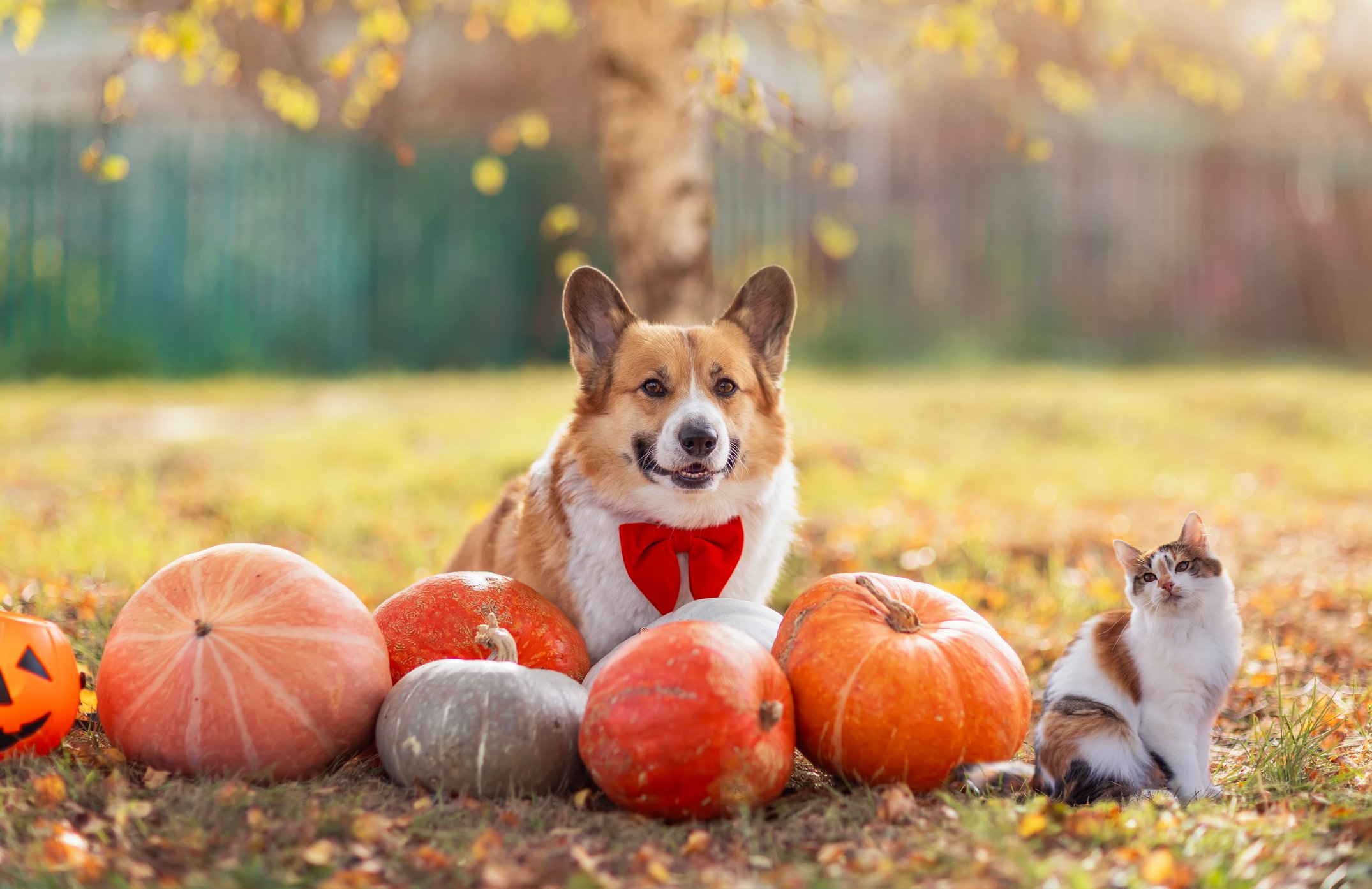 Read more about the article Pumpkin for Dogs and Cats: The Secret Ingredient to Happy Tummies