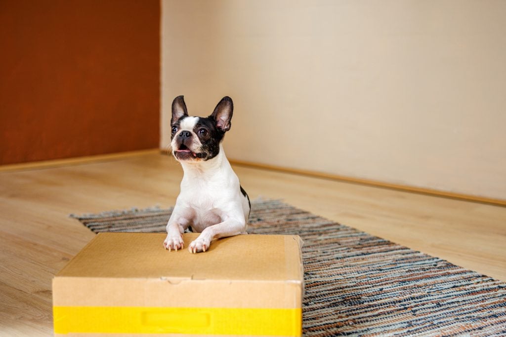 Boston Terrier with Autoship service from Hollywood Feed to simplify pet care