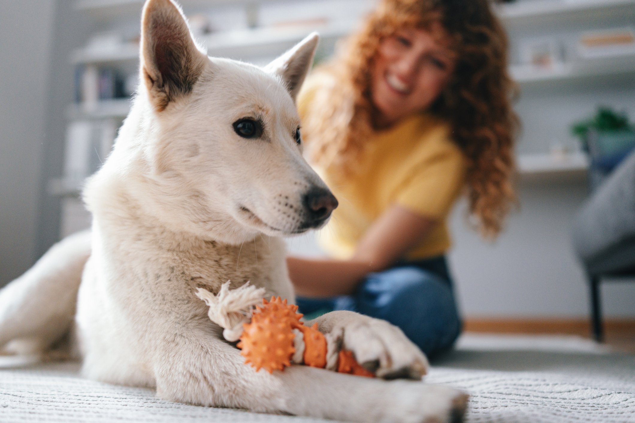 Read more about the article Interactive Toys for Pets: Fun Ways to Keep Them Happy and Healthy
