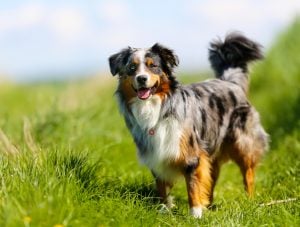 Australian Shepherd Outside in a grassy field - Australian Shepherd Breed Guide
