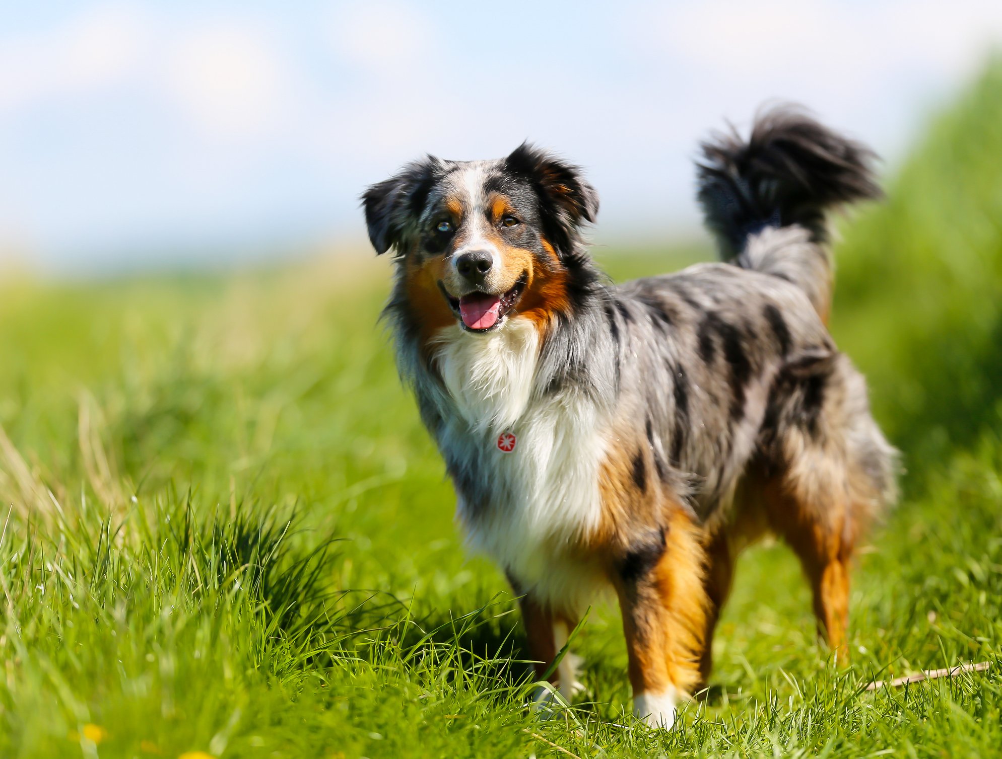 Read more about the article Australian Shepherd Breed Guide: Raising a Smart, Energetic Pup