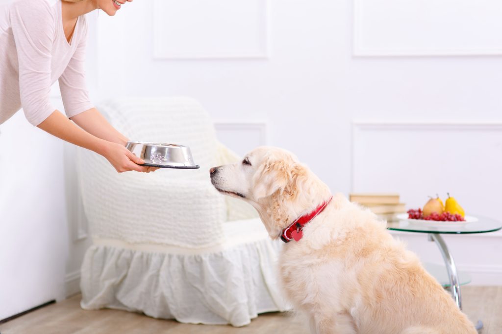 freeze-dried, dehydrated, or air-dried dog foods. Close up of bowl with food in hands of pleasant caring woman holding it while going to feed her dog