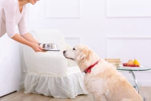freeze-dried, dehydrated, or air-dried dog foods. Close up of bowl with food in hands of pleasant caring woman holding it while going to feed her dog