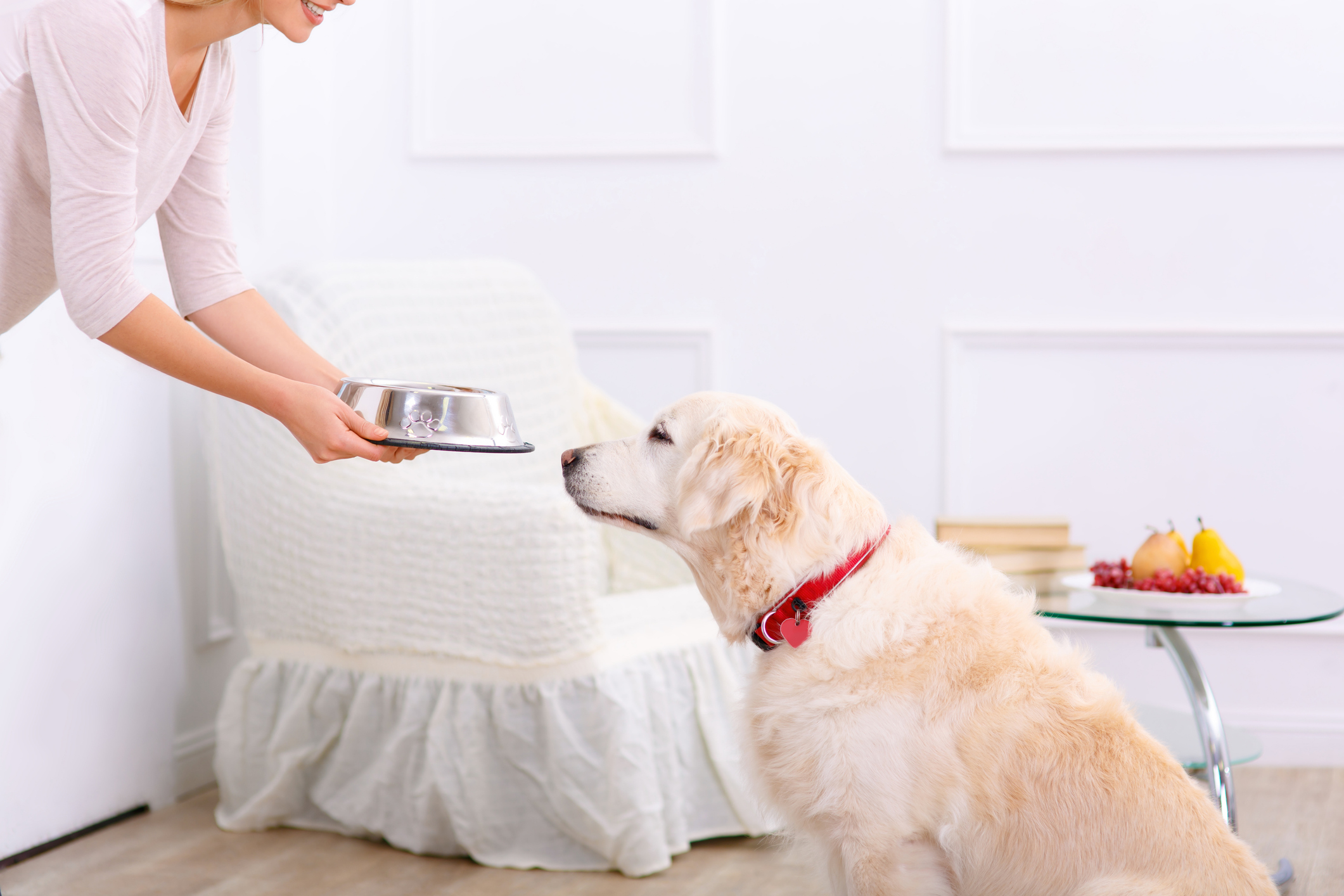 Read more about the article Freeze-Dried, Dehydrated, and Air-Dried Dog Food: What’s the Difference?