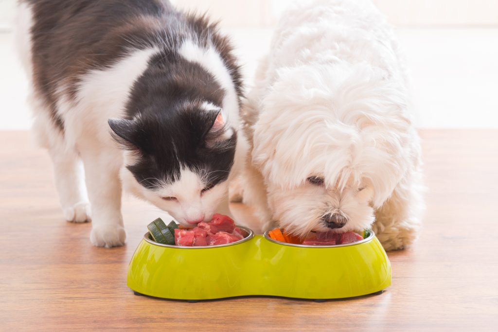 raw food toppers for dogs and cats. Little dog maltese and black and white cat eating natural, organic food from a bowl at home