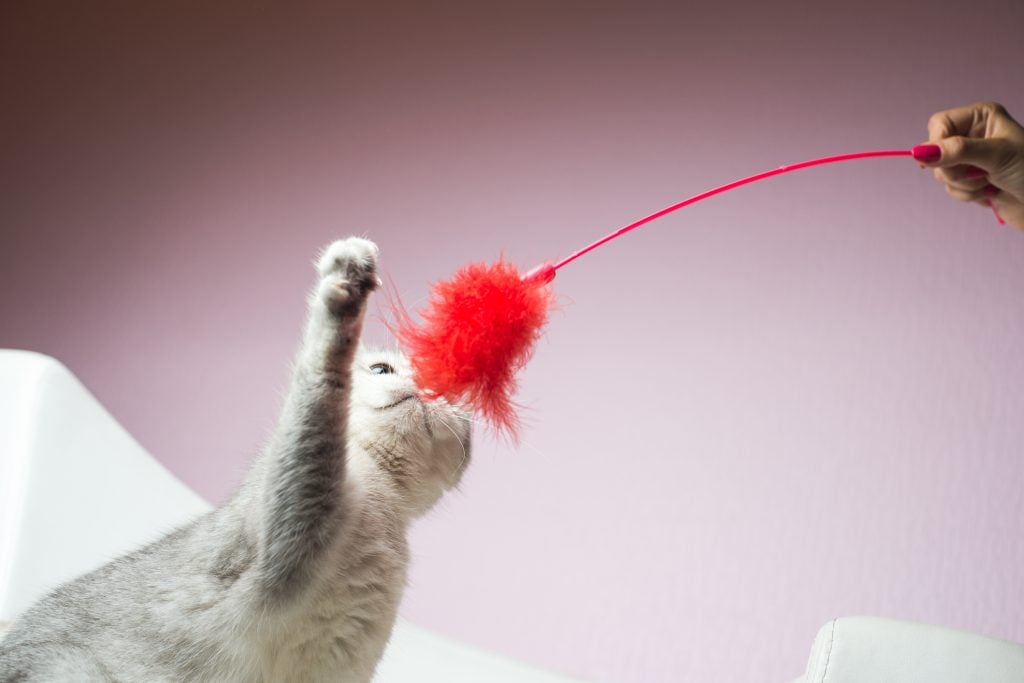 white gray adorable cat playing with interactive toy with their owner.