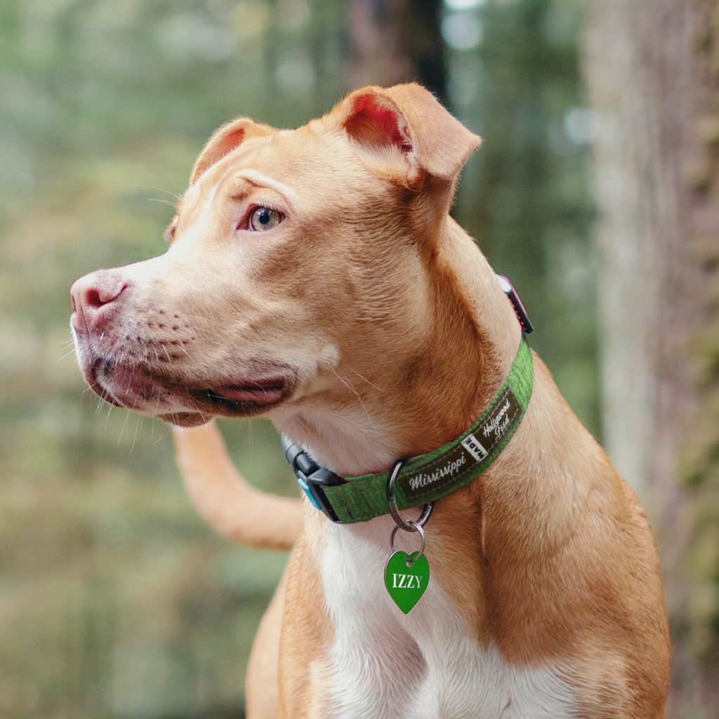best dog collar, bright green Mississippi Made with matching custom name ID tag from Hollywood Feed