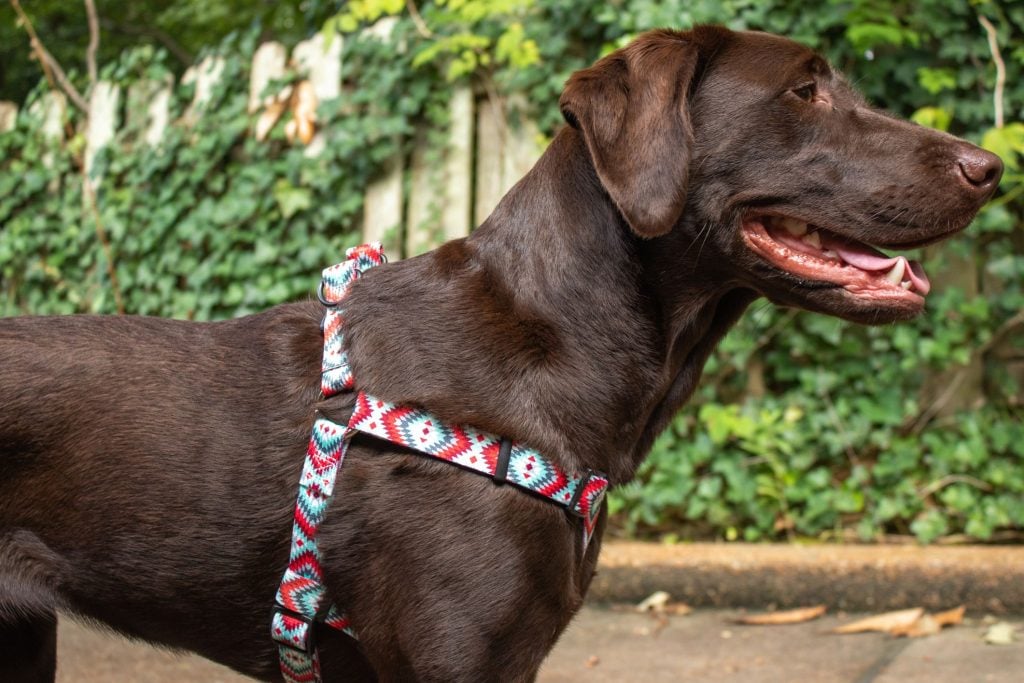 Chocolate Lab wearing a Southwest Print Ohio Made Dog Harness 