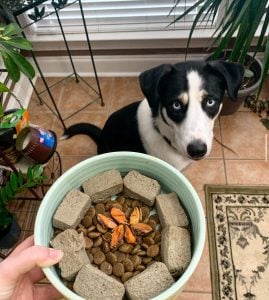 raw food toppers for dogs and cats