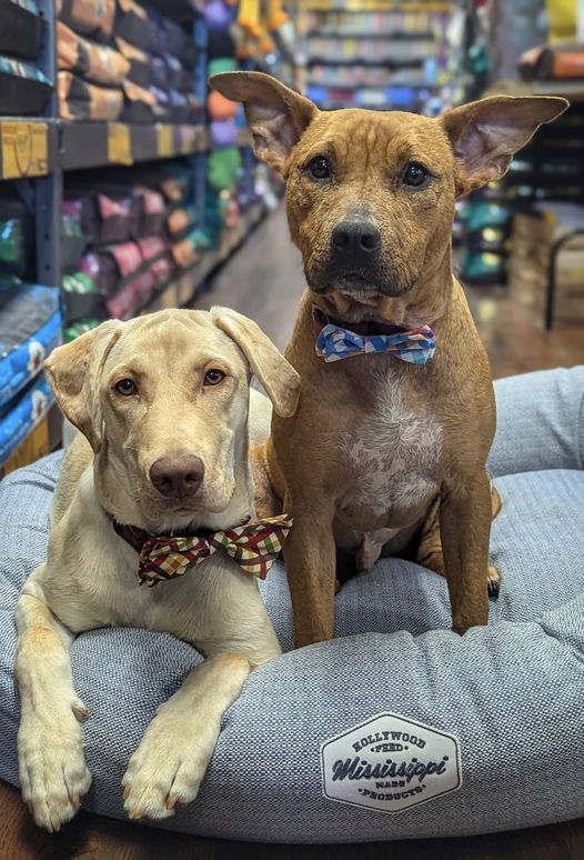 Bow Tie Halloween Costume Ideas for Pets from Hollywood Feed