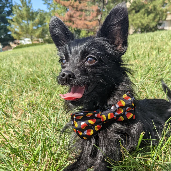 Bow Tie Halloween Costume Ideas for Pets