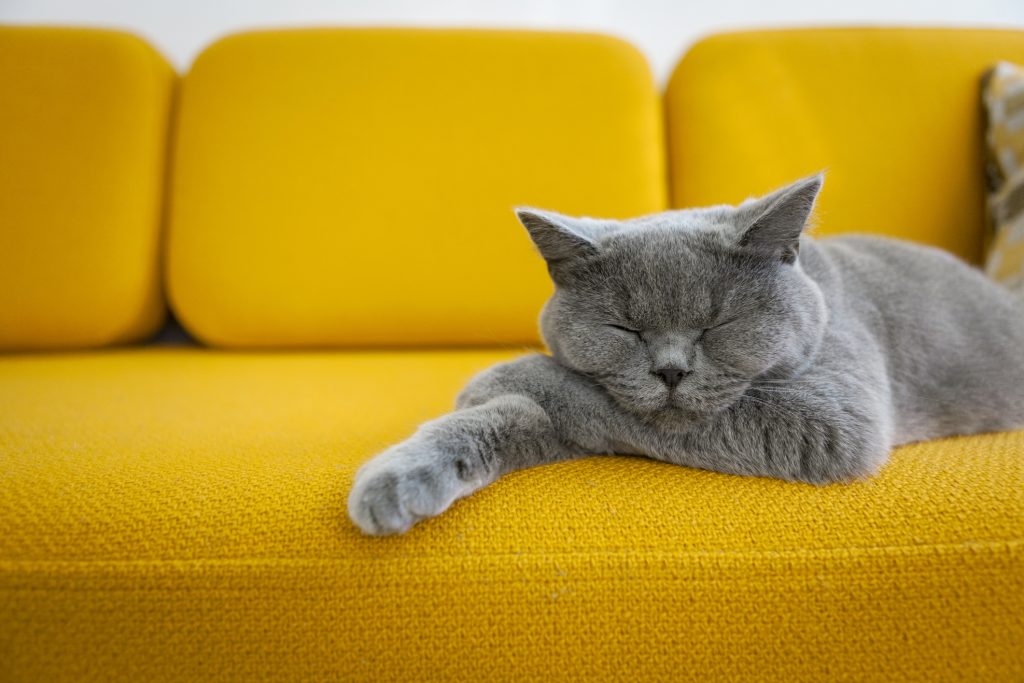 British Shorthair Cat sleeping on a mustard yellow sofa.