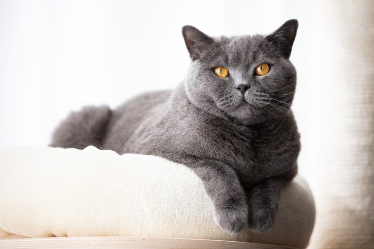 Cat portrait of the British Shorthair Cat Breed