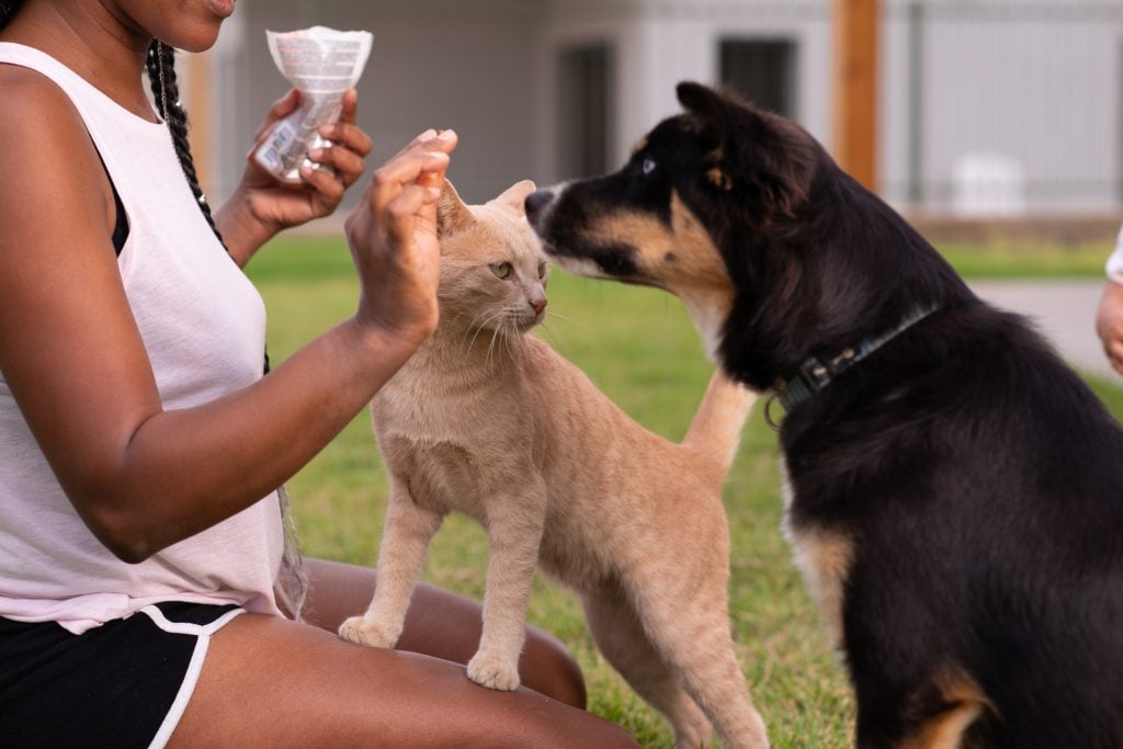 Are treats making my cat or dog overweight? Unrecognizable woman feeding dog and cat.