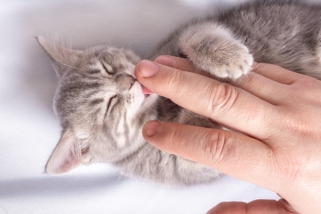 Why do dogs and cats lick you? A small blind newborn kitten sleeps in the hands of a man on a white bed, top view. The kitten licks the man's finger with its tongue. Caring for pets concept