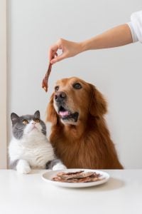 Are treats making my cat or dog overweight, Golden retriever and British shorthair cat looking at jerky snacks in hands