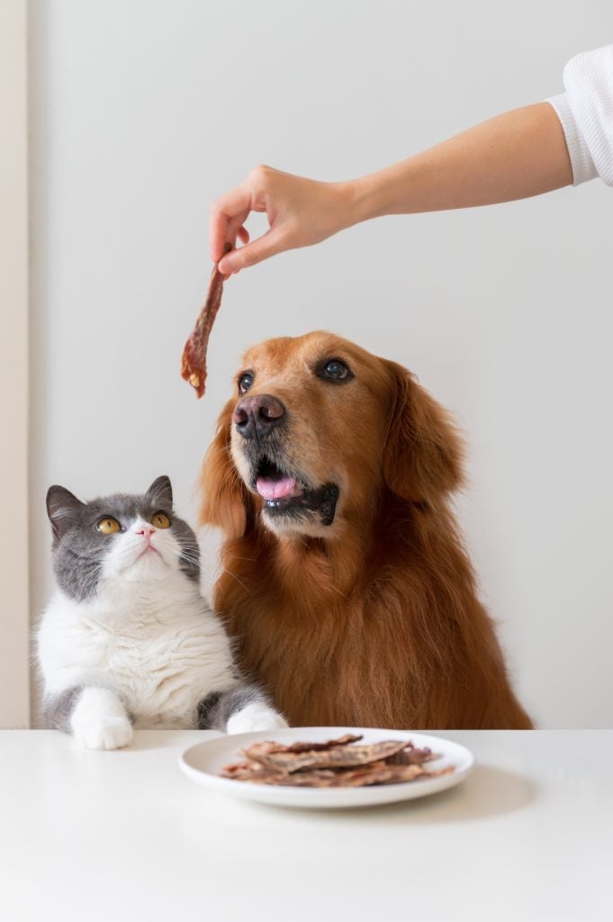 Are treats making my cat or dog overweight, Golden retriever and British shorthair cat looking at jerky snacks in hands