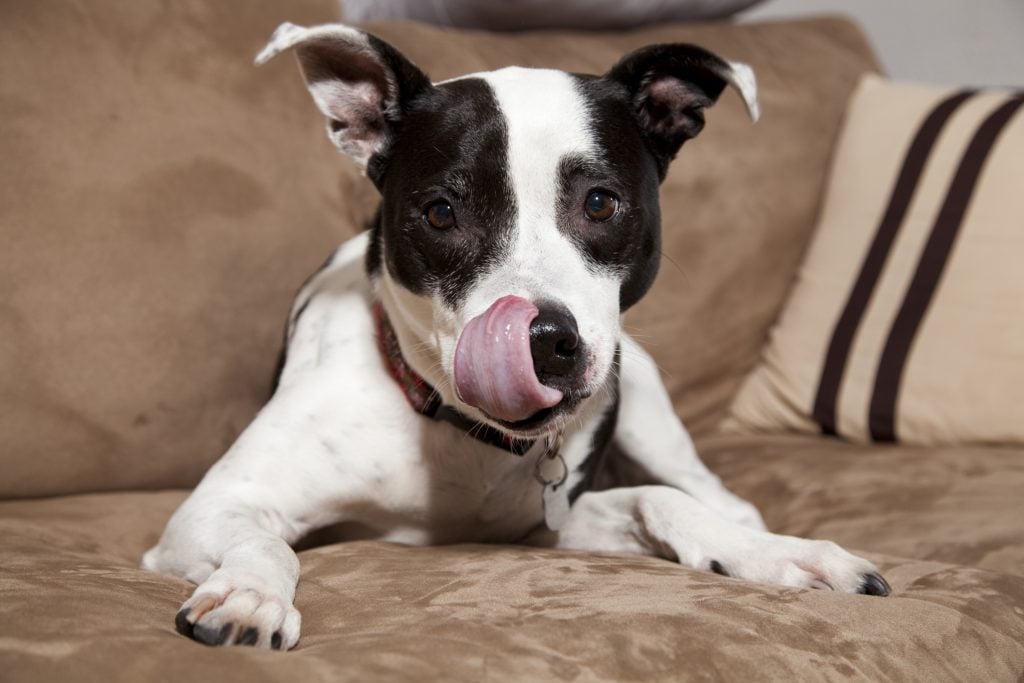 cute black and white mutt licking a lot