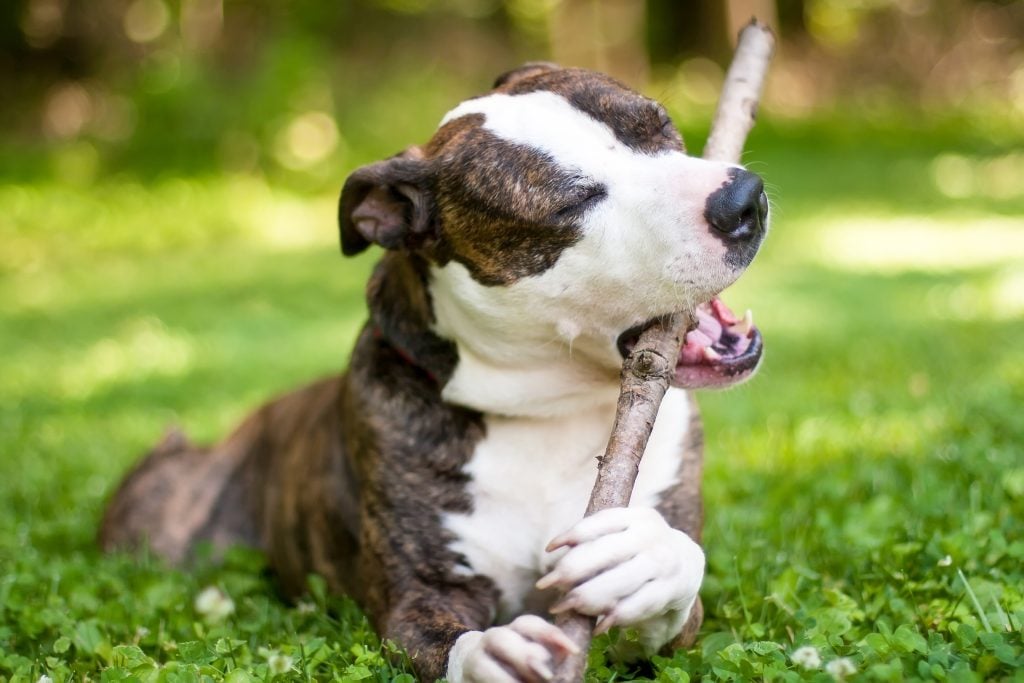 Why does my dog lick and swallow a lot, A brindle Pit Bull Terrier mixed breed dog lying in the grass and chewing on a large stick