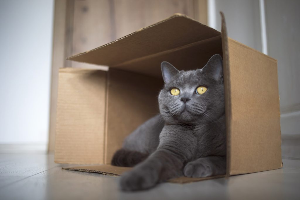 Cute British shorthair cat breed hiding or resting in a cardboard box