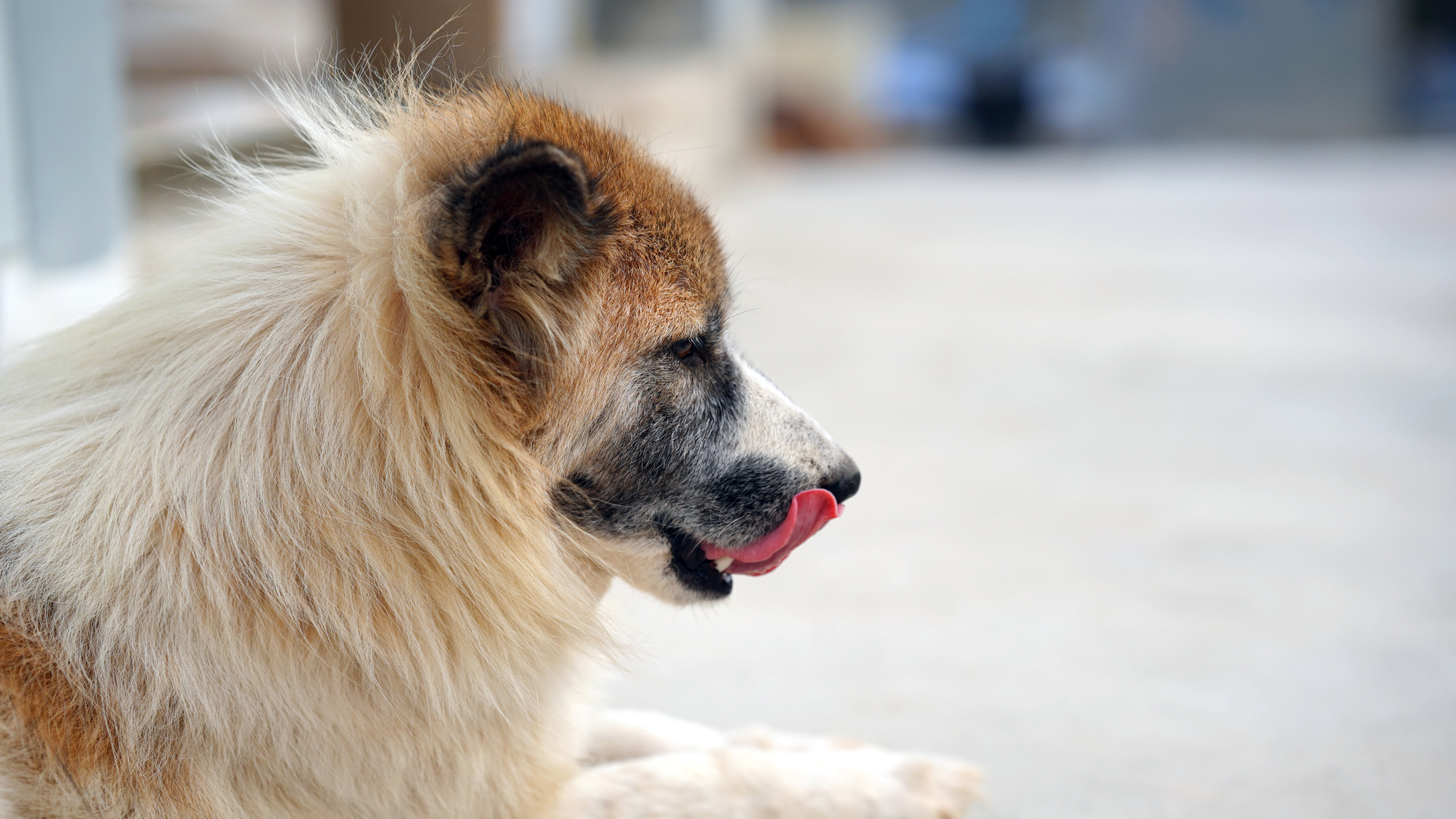 Read more about the article Why Does My Dog Lick and Swallow a Lot? Common Causes Explained