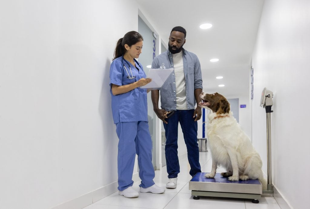 Latin American veterinarian weighing a overweight dog at the clinic in front of his owner - healthcare and medicine concepts