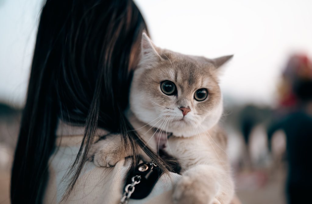 Blue golden shaded British Shorthair cat with owner