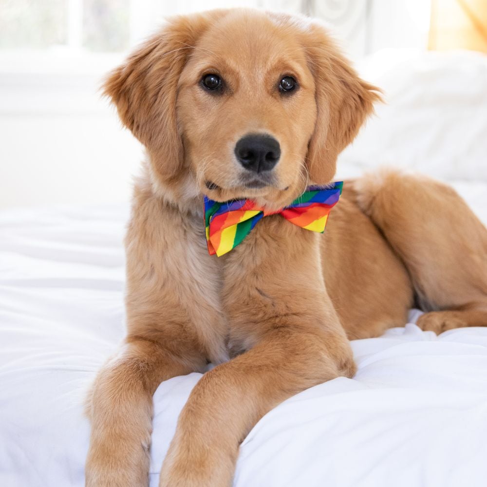 Bow Tie Halloween Costume Ideas for Pets - pride