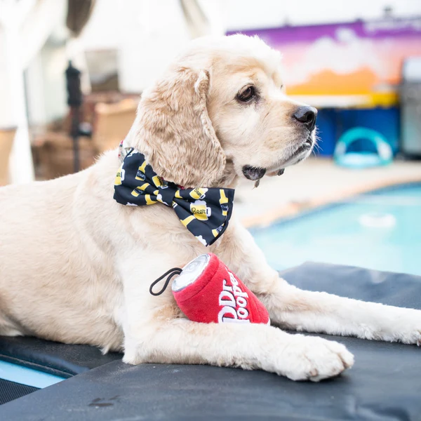 Bow Tie Halloween Costume Ideas for Pets