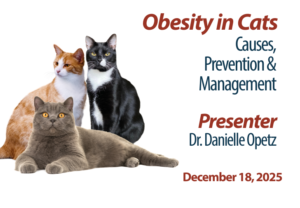 Obesity in Cats: Causes, Prevention & Nutrition Management
