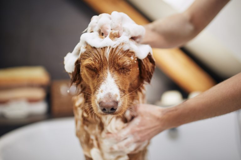 How Often Should You Wash Your Dog? Dog taking bath at home. Bathing of Nova Scotia Duck Tolling Retriever."n