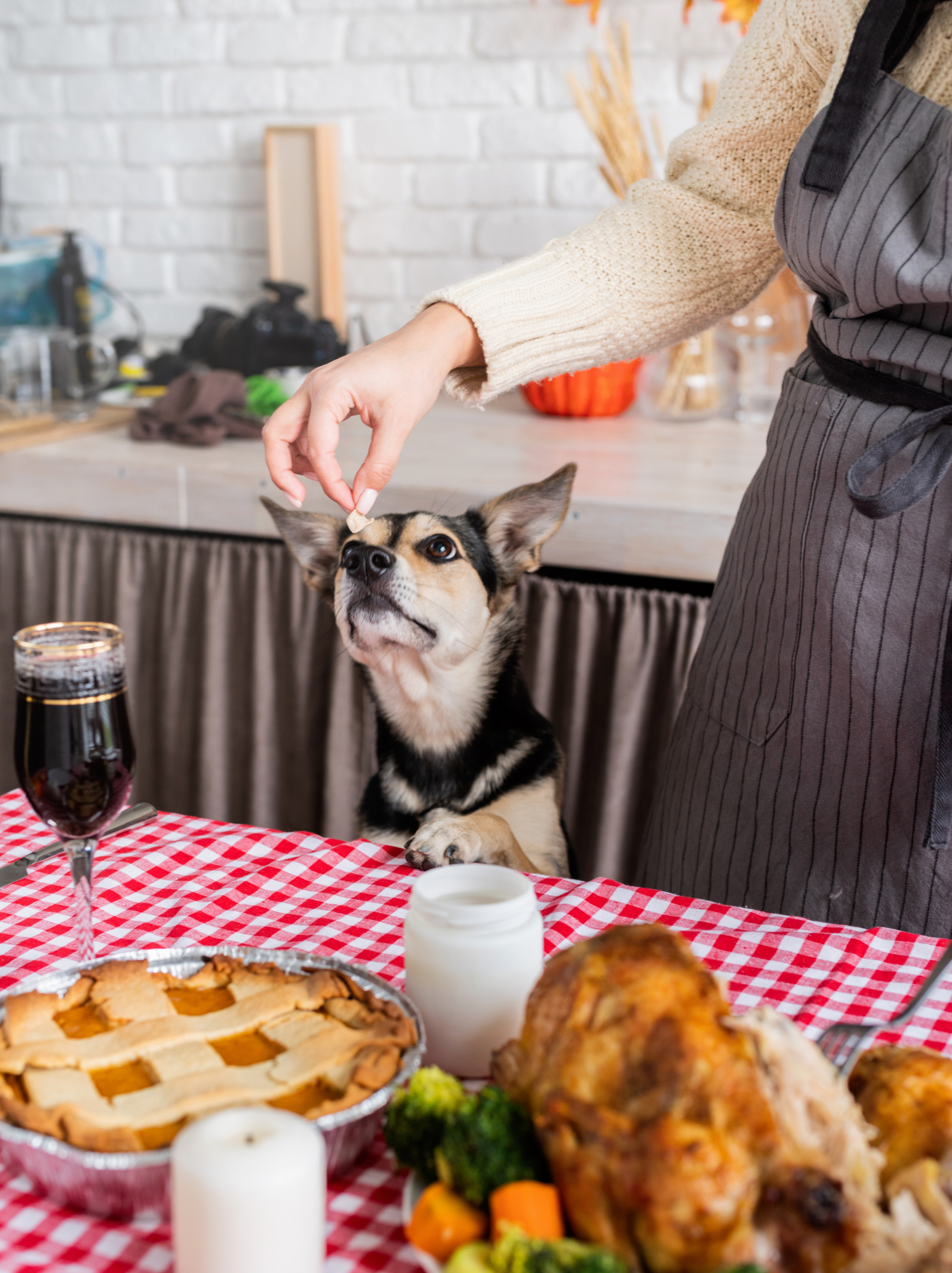 Read more about the article Can My Dog Eat Thanksgiving Foods? Safe & Unsafe Holiday Favorites