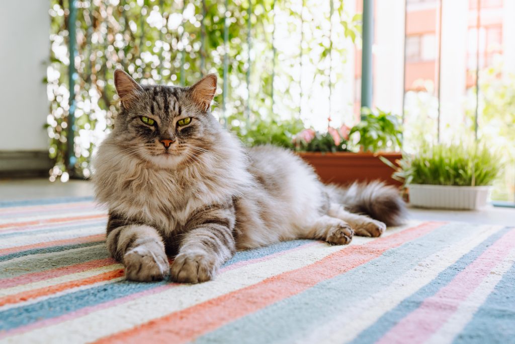 pet fluffy gray Maine Coon cat breed, lazily lies on woven carpet, on balcony, looks with green eyes at camera, on blurred background of plants in rays of light. Predatory look cat, sly eyes, domestic tiger