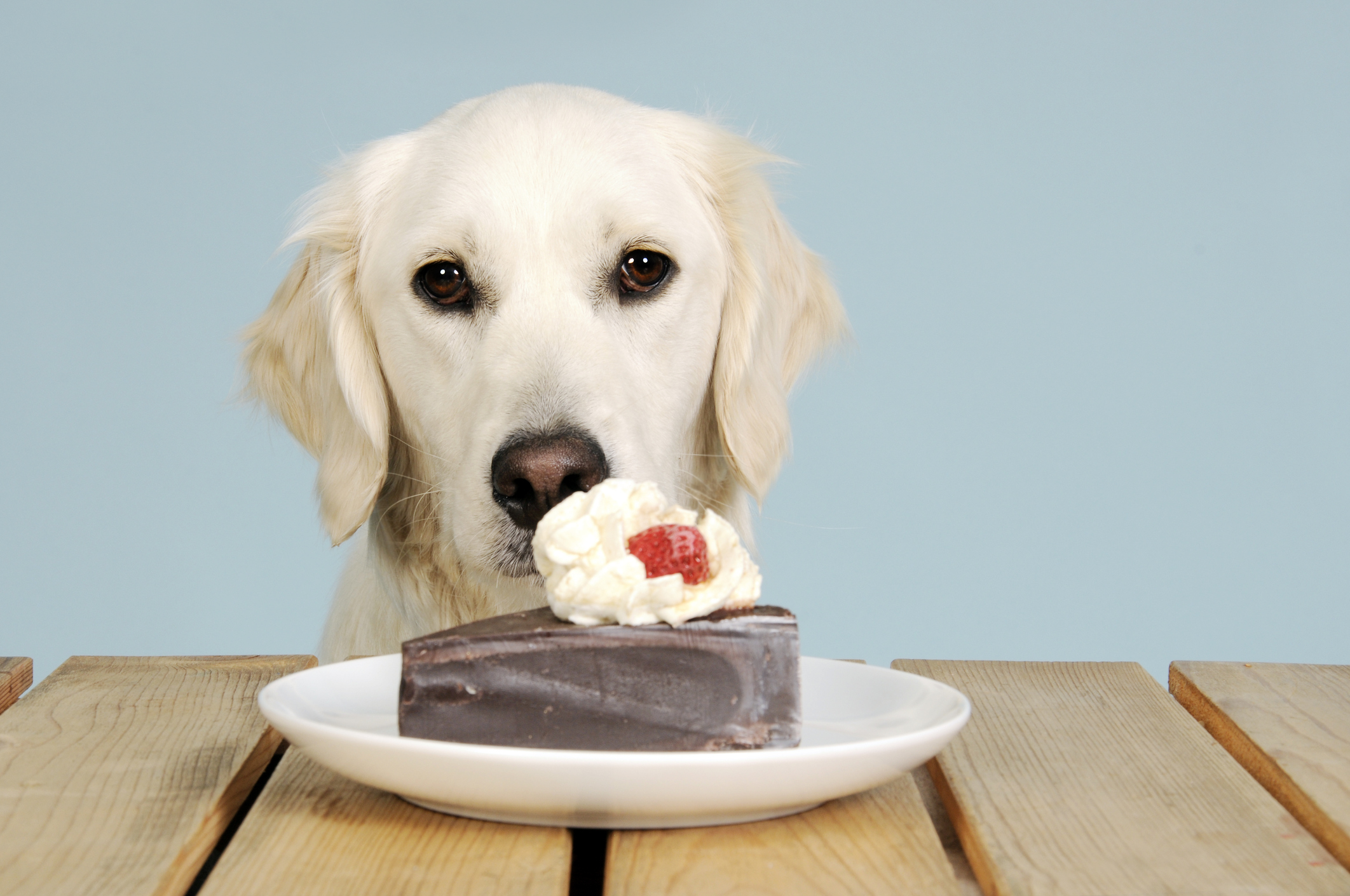 Read more about the article How Much Chocolate Can Harm a Dog? What Every Pet Parent Should Know