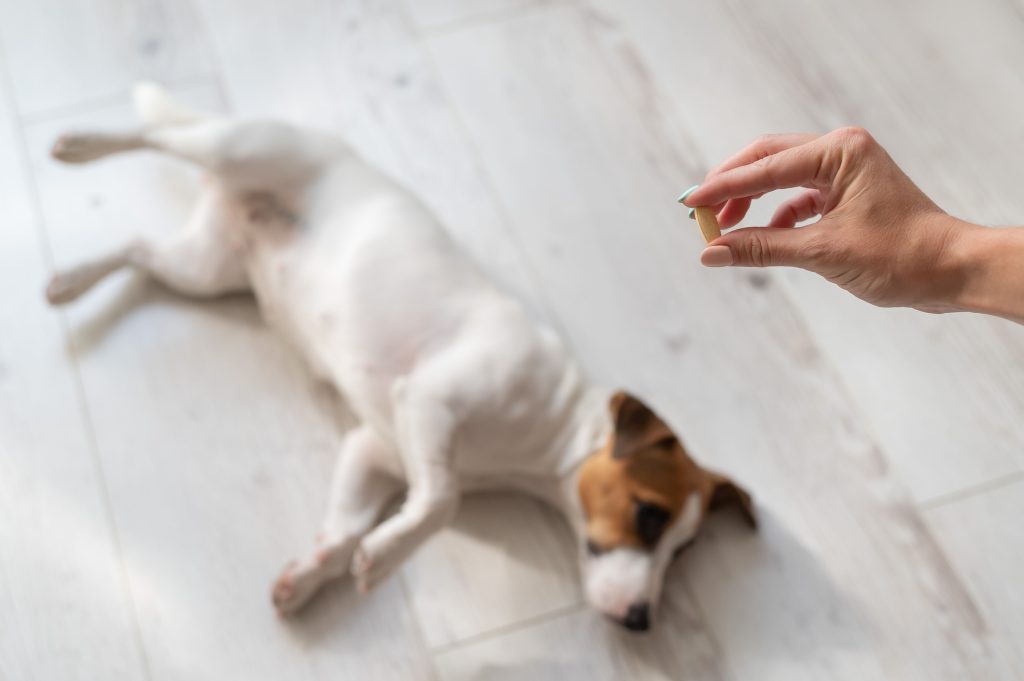 Close-up of a female hand with a pill and a sick dog jack russell terrier lies on the wooden floor.