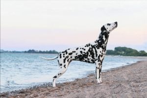 A playful Dalmatian dog Breed enjoying a sunny day at the seaside. The gentle waves and warm light create a perfect summer mood, ideal for travel, vacation, and pet lifestyle themes.
