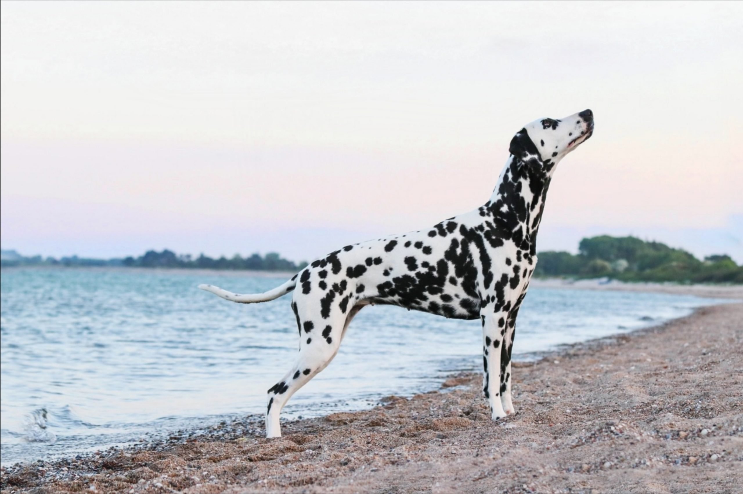 Read more about the article Dalmatian Dog Breed: Spots, Personality, Play, and Paw-some Care Tips