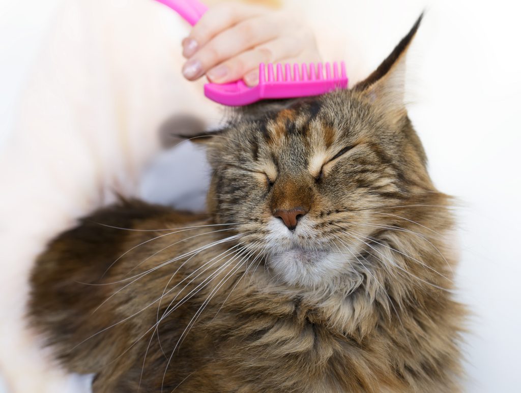 Girl combing Maine Coon cat breed on the table