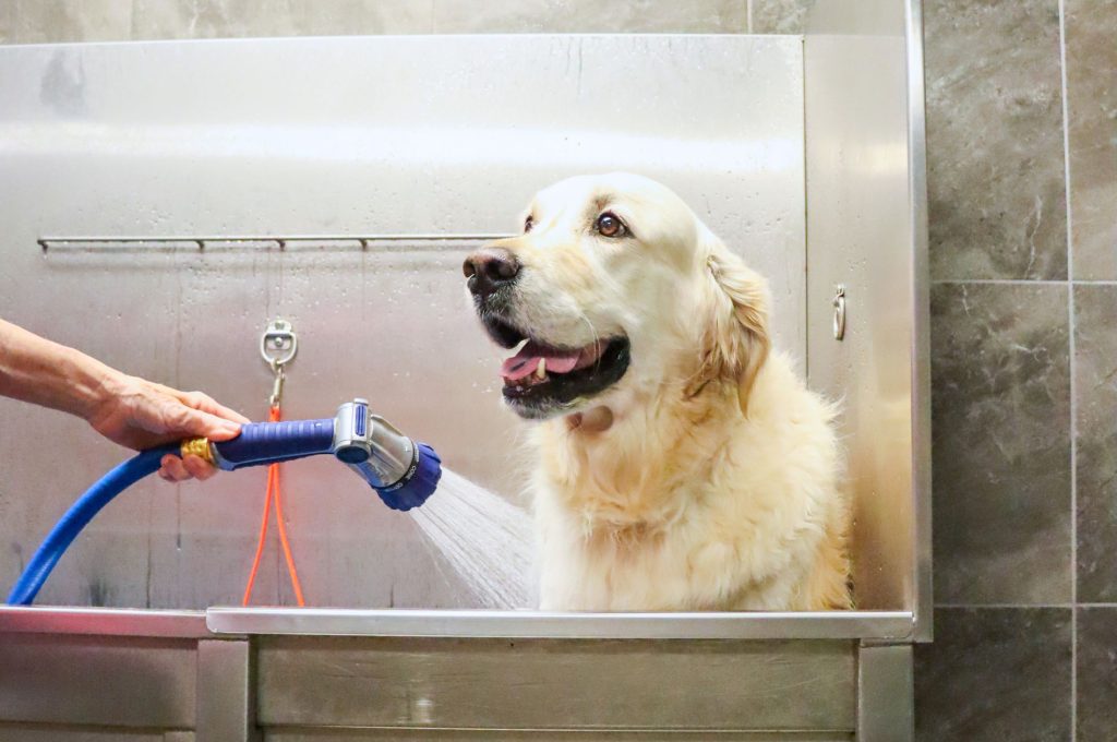 How Often Should You Wash Your Dog? Professional Grooming & Self Wash at Hollywood Feed